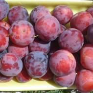 Саджанець Алича Кубанська комета